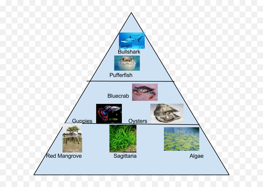 Food Pyramid - Food Pyramid For Mangroves Png,Food Pyramid Png