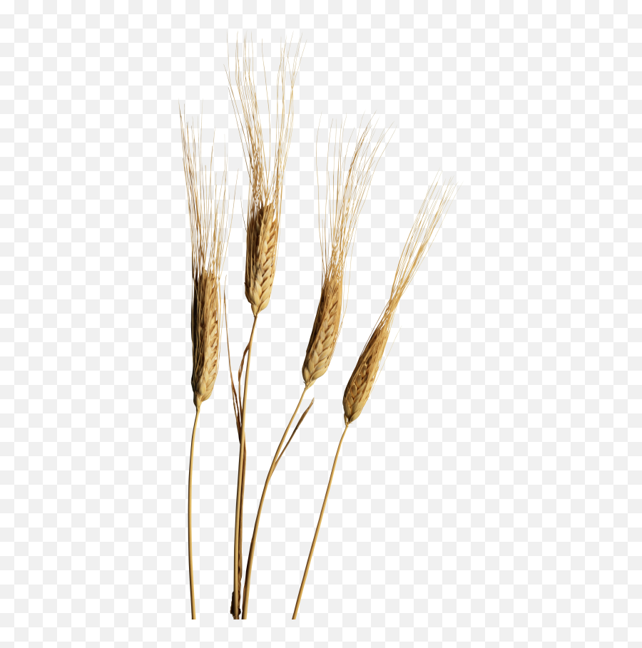 Wheat Png Download Image With Transparent Background