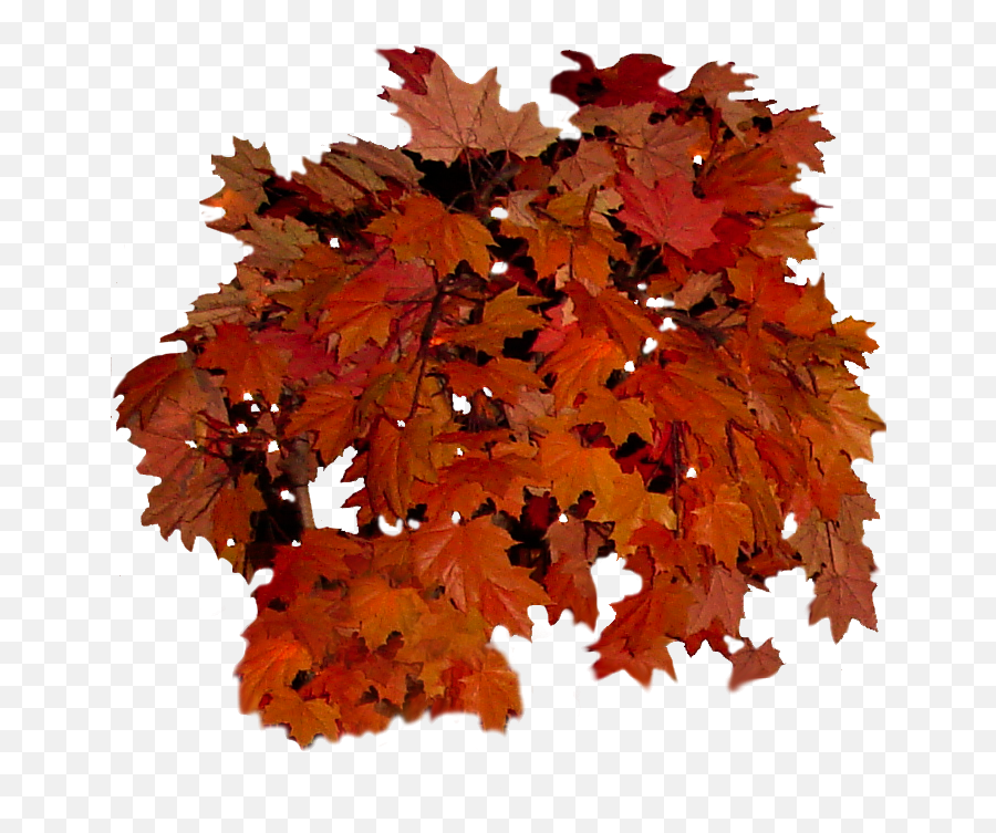Real Fall Leaves Png Picture 613270 - Real Fall Leaves Png,Autumn Leaves Png