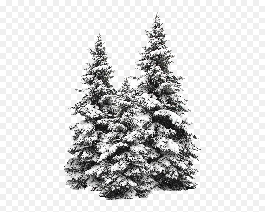 Snow Fir Tree Png Image - Transparent Snow Tree Png,Winter Tree Png