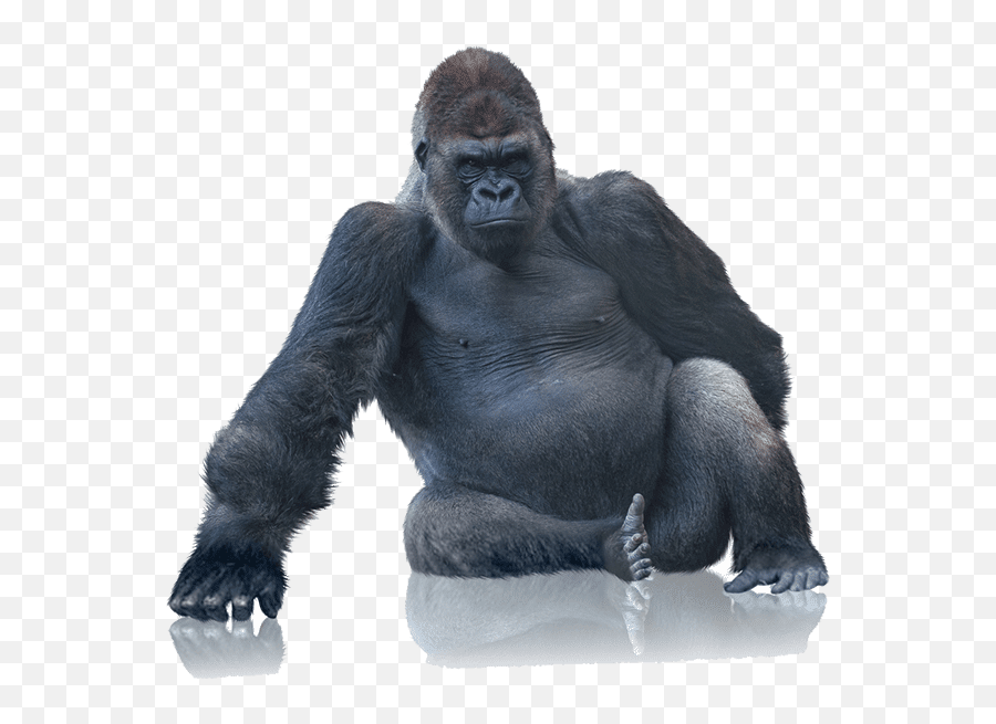 Download Tough Gorilla Boxes With Our - Gorilla Sitting At Table Png,King Kong Png