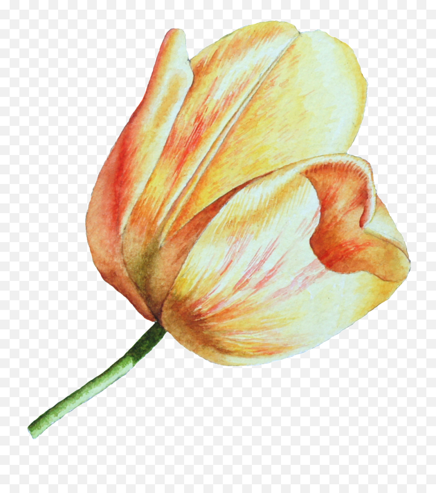 Download This Graphics Is Hand Drawn A Tulip Png Transparent - Tulip,Tulip Png