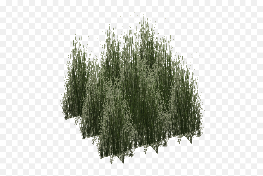 Download Rainforest Grass Tall - Tall Grass Render Full Tall Grass For Photoshop Png,Tall Grass Png