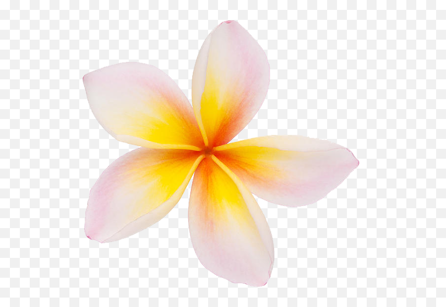 Transparent Background Plumeria Flower - Frangipani Flower Png Transparent,Plumeria Flower Png