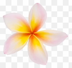 Transparent Background Plumeria Flower - Frangipani Flower Png Transparent,Plumeria Flower Png
