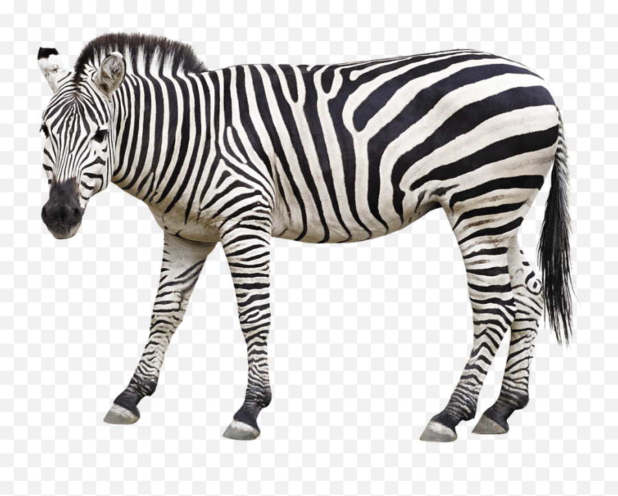 Zebra Animal Mane - Animals And Their Baby Flashcard Png,Zebra Png