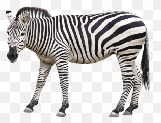 Zebra Animal Mane - Animals And Their Baby Flashcard Png,Zebra Png