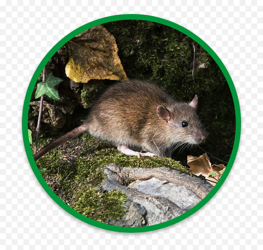 Humane Safe Rat Removal - Brown Rat Png,Rat Transparent