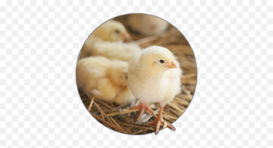 Family Friendly Attractions In Rapid City - Old Macdonalds Farm Broiler Png,Baby Chick Png