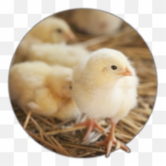 Family Friendly Attractions In Rapid City - Old Macdonalds Farm Broiler Png,Baby Chick Png