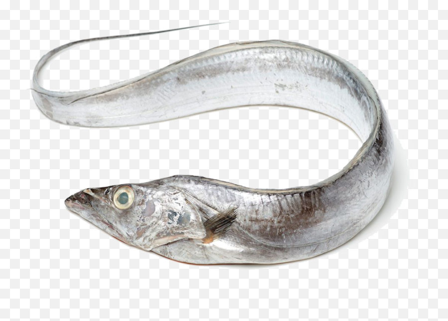 Fish - Ribbon Fish Png,Transparent Ribbon Eel