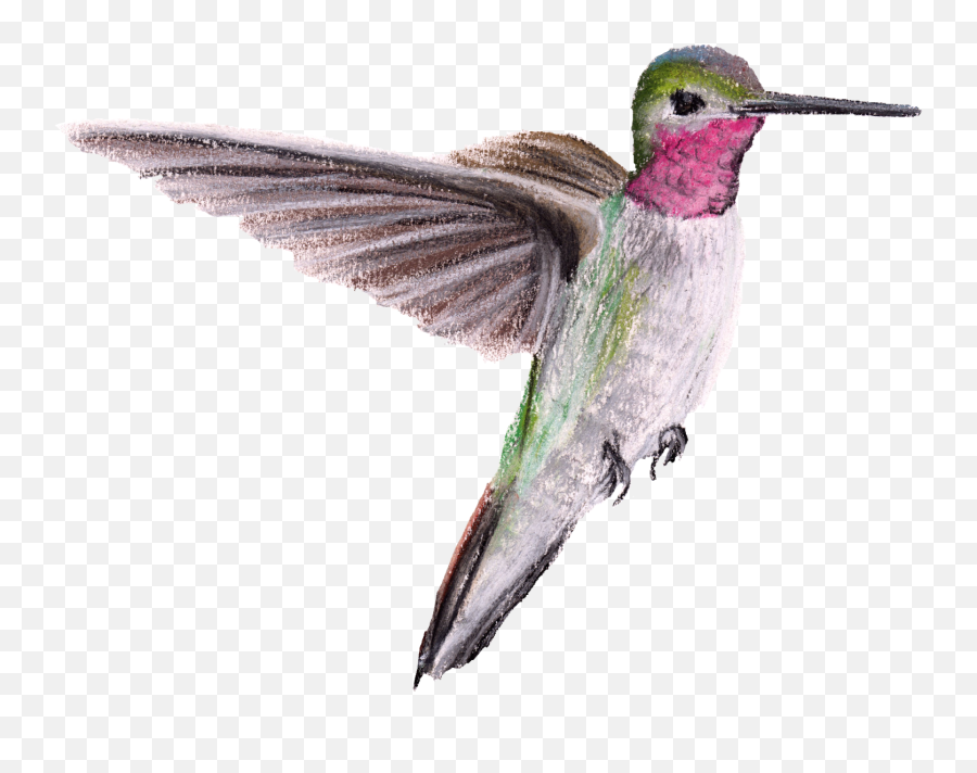 Ruby - Hummingbirds Png,Hummingbird Png