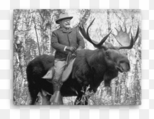 Download Hd Teddy Roosevelt Riding A Bullmoose Canvas - Moose png