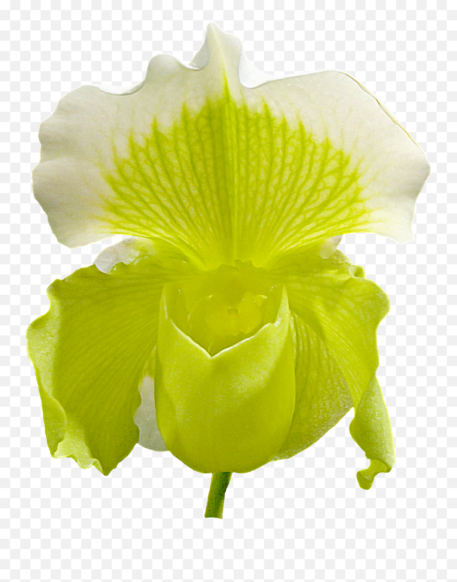 Iris Flower - Orchid Flower Png Image Hd Png Download Cattleya Orchids,Iris Flower Png