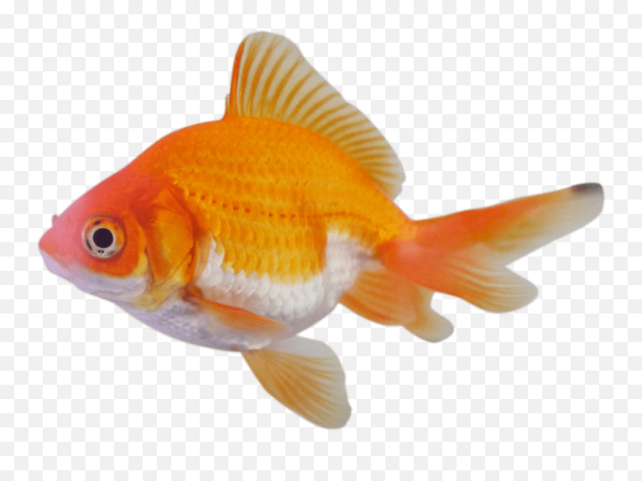 Goldfish Transparent Png - Peces De Colores Png,Goldfish Transparent