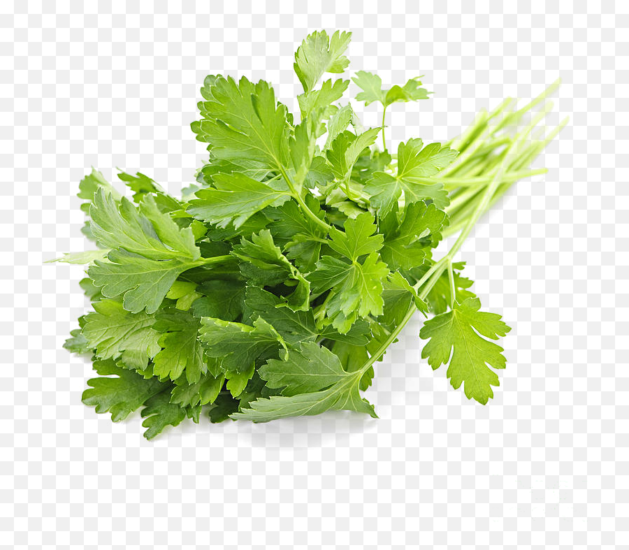 Parsley - Fresh Parsley Png,Parsley Png