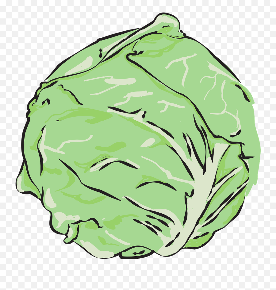 Vegetables Transparent Png - Cabbage Vegetables Clean Png Vector Cabbage Png,Vegetables Transparent Background
