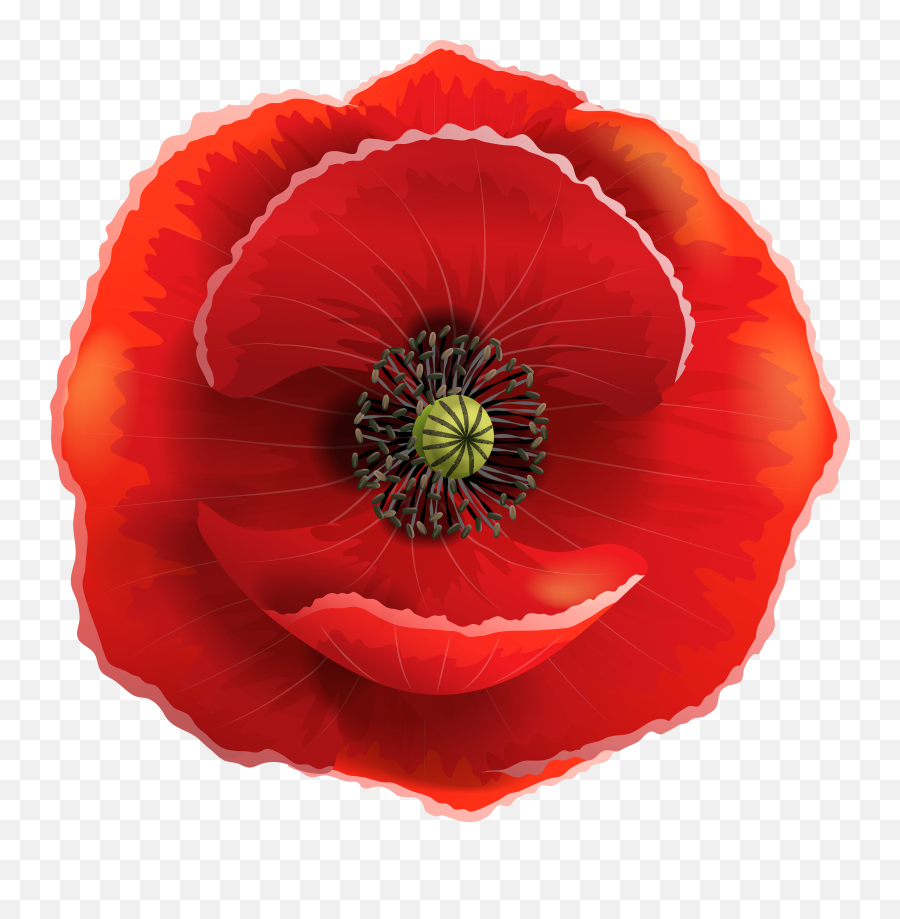 Flowers Poppies Png V