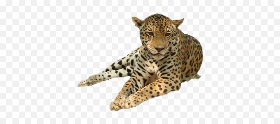 Leopard Icon Clipart - La Palmyre Zoo Png,Leopard Icon