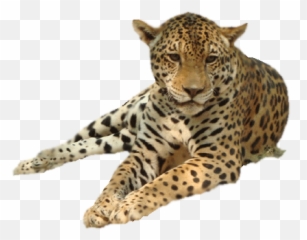 Leopard Icon Clipart - La Palmyre Zoo Png,Leopard Icon