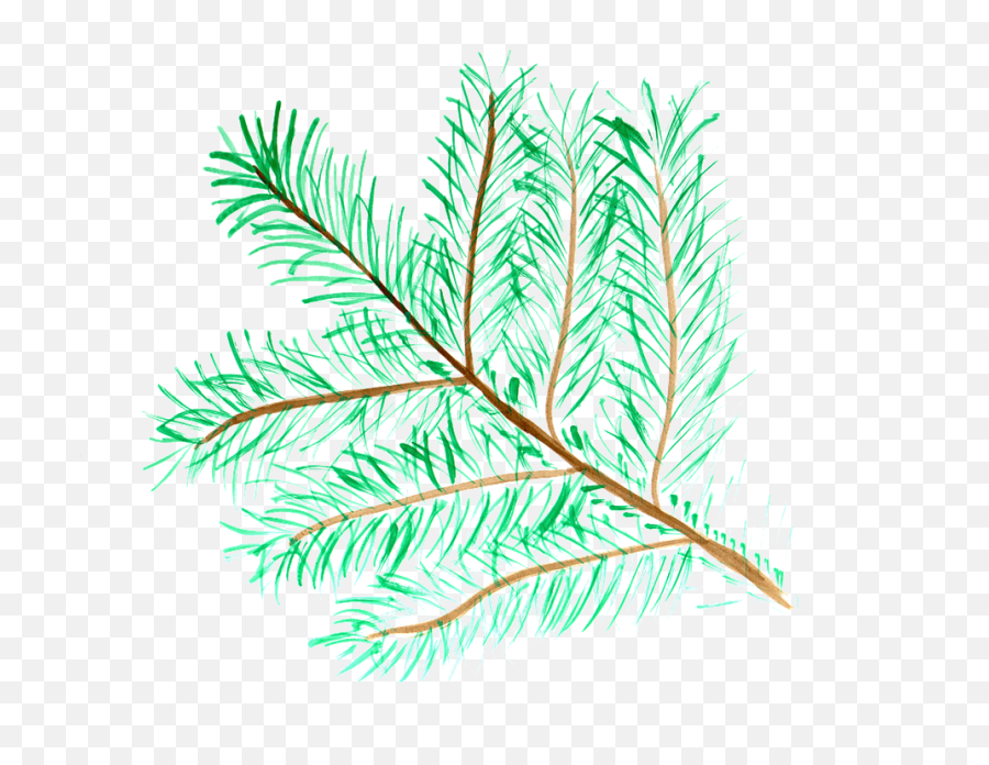Pine Branch Watercolor - Free Image On Pixabay Watercolor Painting Png,Pine Branch Png