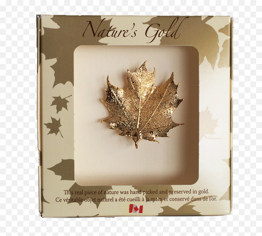 Maple Leaf Brooch - Gold Brooch Canadian Maple Leaf Png,Canada Maple Leaf Png