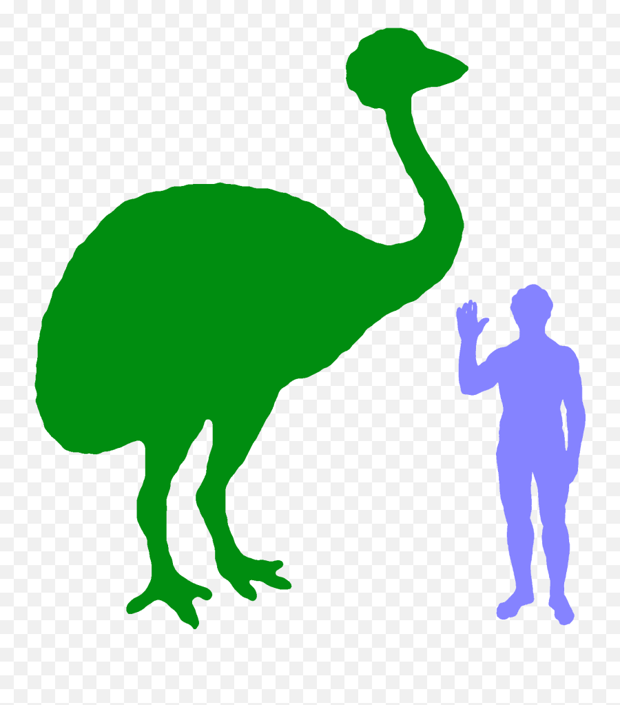 Transparent Ostrich Cliparts - Dodo Compared To Human Png Long Is A Meter Compared,Ostrich Icon