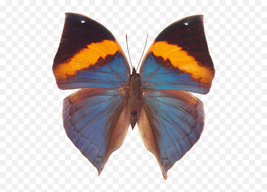 Butterfly Png Image Free Picture Download - Butterfly,Blue Butterflies Png
