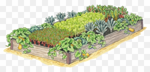Giving Garden - Vegetable Png