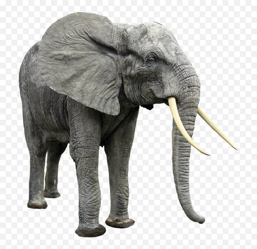 Elephants Png Image Without Background - African Animals Png,Elephant Png