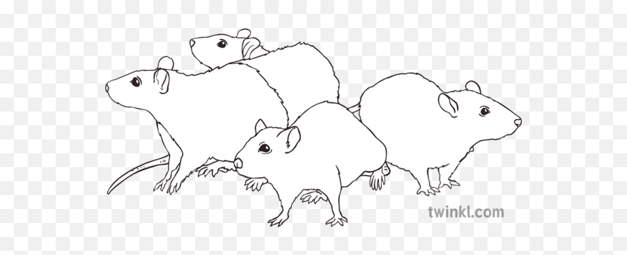 The Rats Black And White Illustration - Twinkl Hand Love Black And White Clipart Png,Rats Png