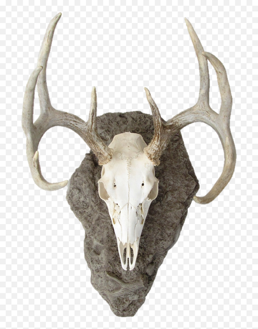 Mounted Deer Head Png Transparent - Deer Scull Png,Deer Head Png
