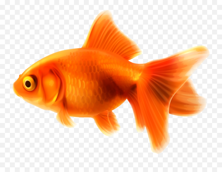 Goldfish Png Clipart Best Web Pet Fish - Goldfish Clipart,Water Clipart Transparent