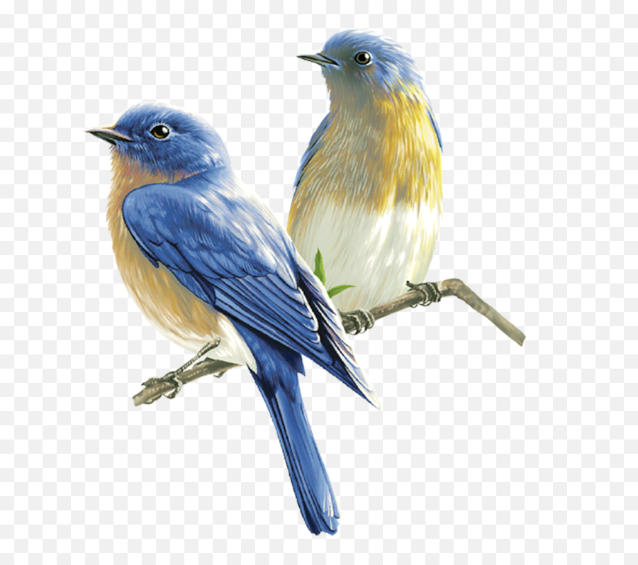 Birds Png In High Resolution - Passaros Png,Birds Png
