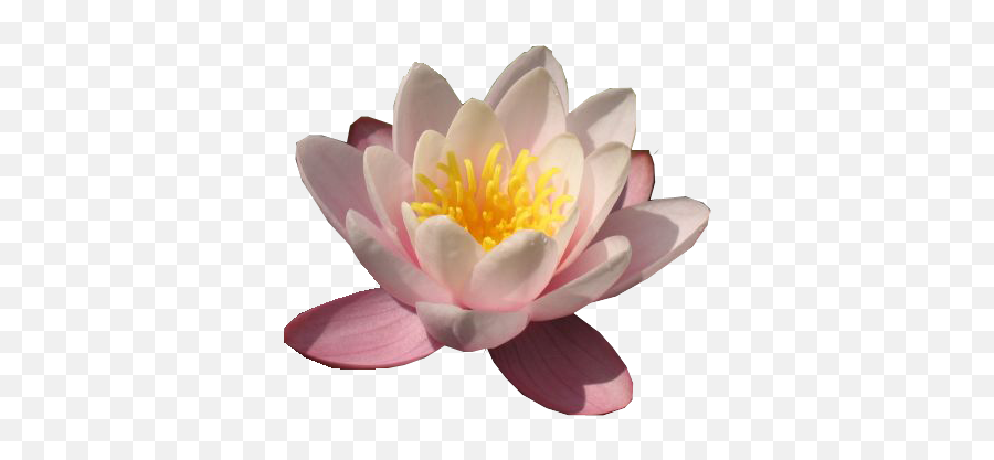 Water Lily Png Transparent Images - Water Lily Png,Lily Transparent Background