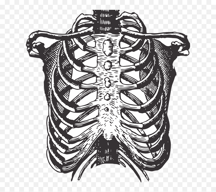 Fetus Ribs - Free Vector Graphic On Pixabay Rib Cage Drawing Transparent Png,Fetus Png