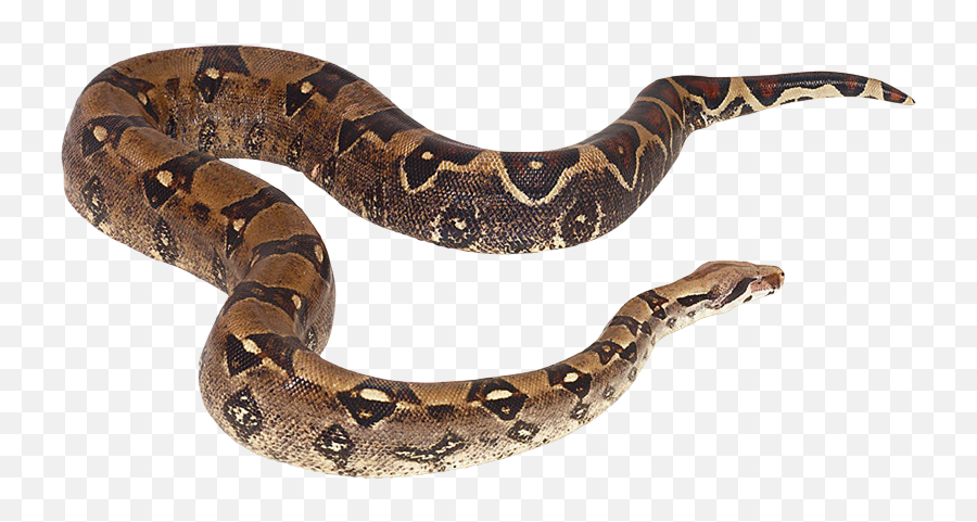 Download Snake Reptile Cobra Png - Serpientes De Agua Png Cobra Png,Cobra Png