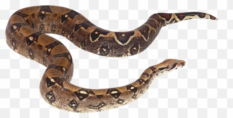 Download Snake Reptile Cobra Png - Serpientes De Agua Png Cobra Png,Cobra Png