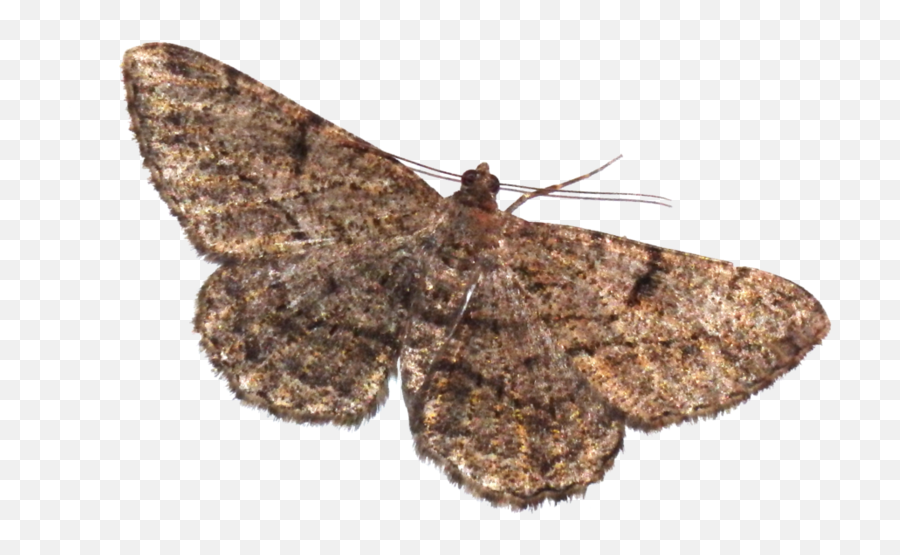 Moth Png Image - Transparent Background Transparent Moth Png,Moth Png