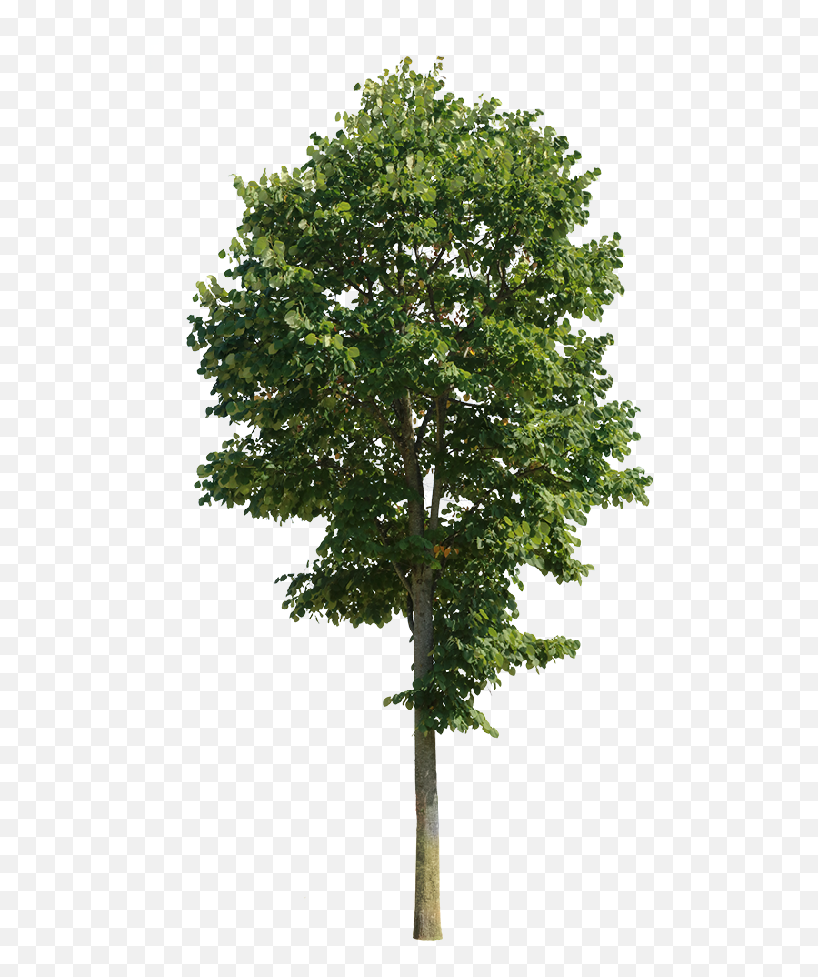 Tilia Tomentosa U2013 Cutout Trees 1363271 - Png Images Pngio Almond Tree Png,Tree Cutout Png