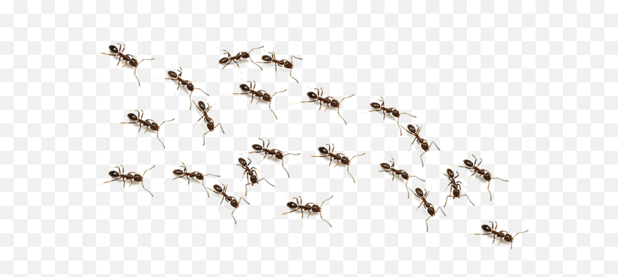 How Are Ants Useful To Humans - Transparent Background Ants Clipart Png,Ants Png