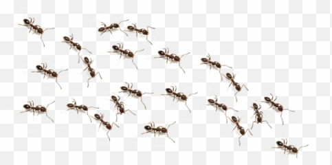 How Are Ants Useful To Humans - Transparent Background Ants Clipart Png,Ants Png