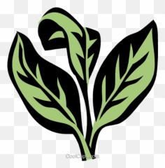 Oregano Royalty Free Vector Clip Art - Black And White Clipart Oregano Png,Oregano Png