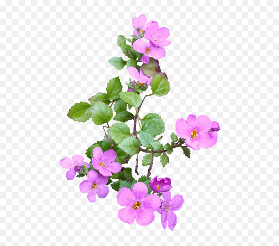 Flower Pink Ground Cover - Flower Png Left,Ground Cover Png