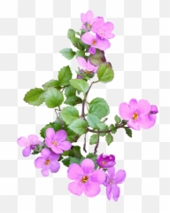 Flower Pink Ground Cover - Png Left