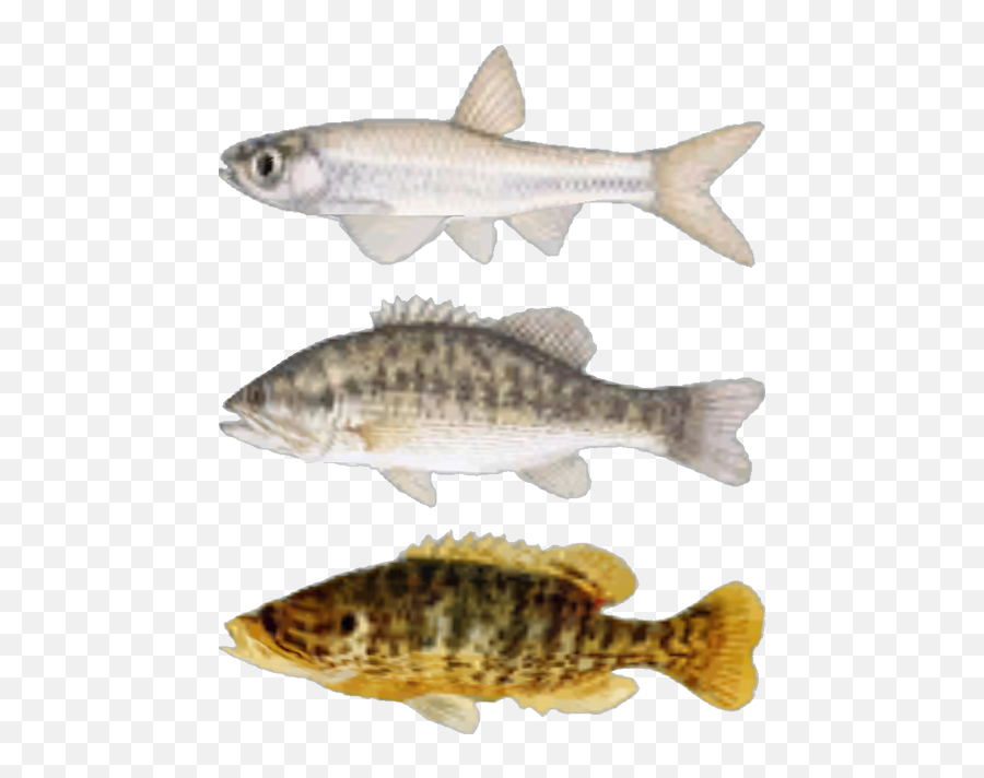 New - Fallout Fish Png,Fishes Png