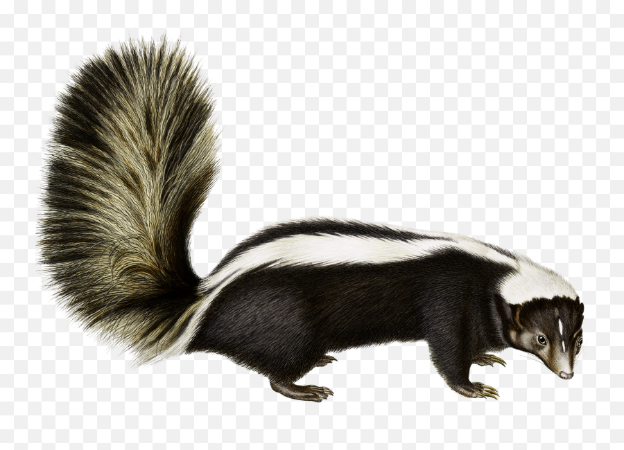 Skunk 8 - Skunk Transparent Background Png,Skunk Transparent