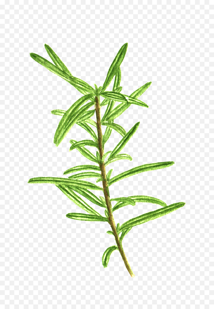 Rosemary Herb Cooking - Daphnes Png,Rosemary Png