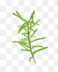 Rosemary Herb Cooking - Daphnes Png,Rosemary Png