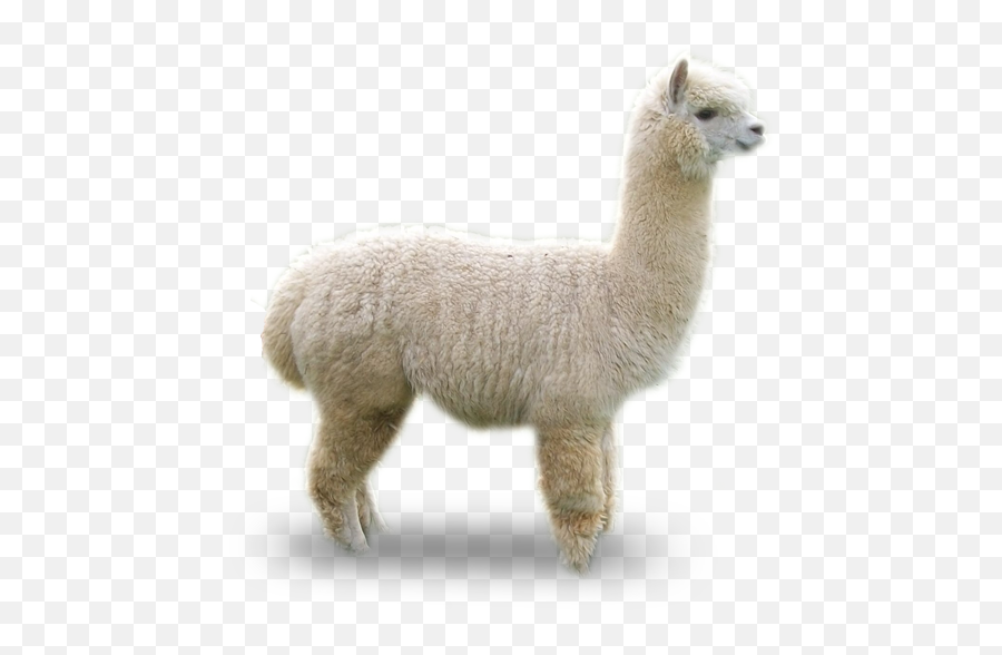 Alpaca Png 3 Image - Transparent Alpaca,Alpaca Png